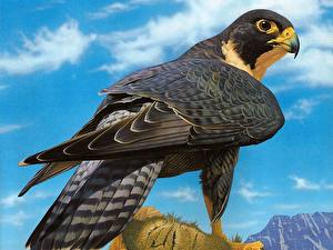 Фото Птицы Ястреб животное