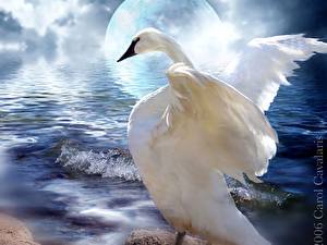 Обои Птицы Лебедь Животные