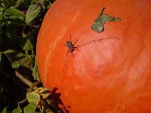 Фото Насекомое Жуки Животные