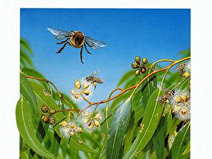 Картинки Насекомое Пчелы Животные
