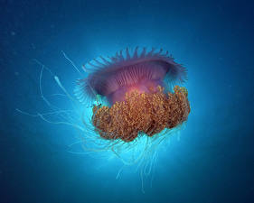 Фотография Подводный мир Медузы