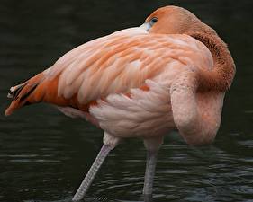 Картинка Птицы Фламинго