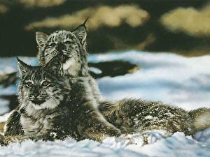 Фотографии Большие кошки Рысь Рисованные животное