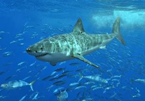 Фотография Подводный мир Акулы животное