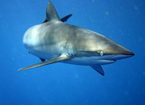 Фотографии Подводный мир Акулы Животные