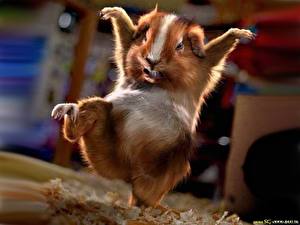 Картинки Грызуны Хомяки Животные