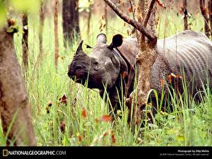 Фото Носороги животное