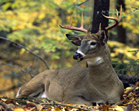 Обои для рабочего стола Олени животное