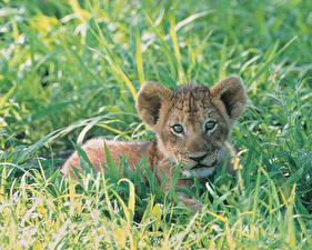Фотография Большие кошки Львы Детеныши Животные