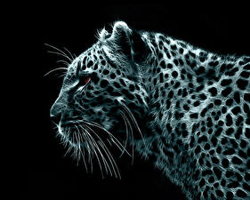 Фото Большие кошки Леопарды Черный фон животное 3D_Графика