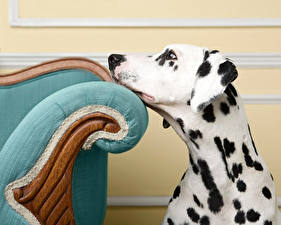 Картинка Собака Далматинца Животные