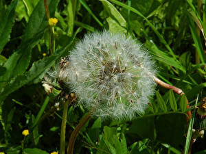 Фото Одуванчики Цветы