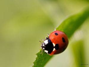 Фотография Насекомое Божьи коровки Животные