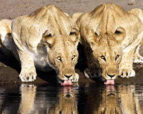 Картинки Большие кошки Лев Пьет воду животное