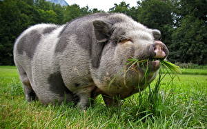 Фото Домашняя свинья Животные