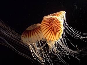 Фотографии Подводный мир Медузы Черный фон Животные