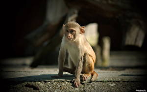 Картинка Обезьяны