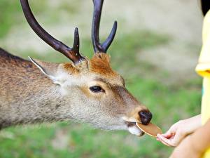 Фото Олени Животные