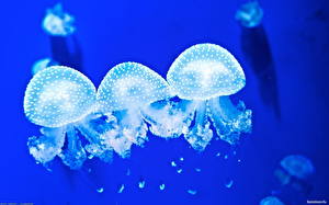 Фотографии Подводный мир Медузы