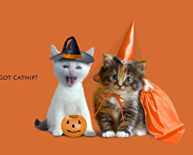 Фотографии Кот Цветной фон Животные