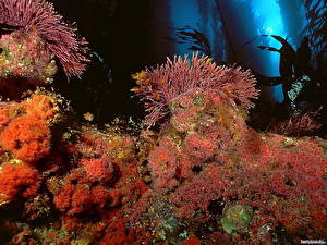 Картинки Подводный мир Кораллы Животные