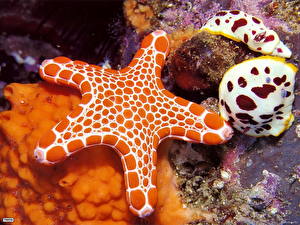 Картинки Подводный мир Морские звезды