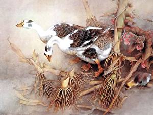 Фотографии Птица Гуси