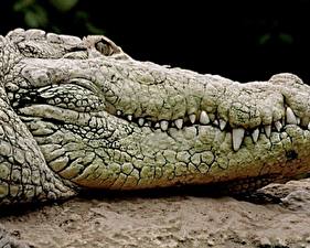 Картинки Крокодилы Животные