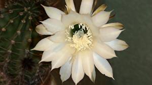 Картинка Кактусы