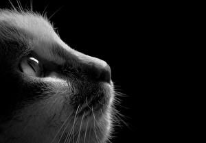 Картинка Кошка На черном фоне Животные