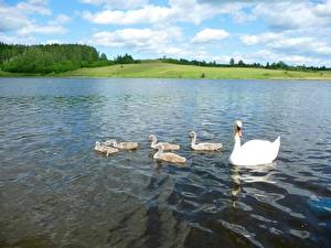 Фото Птицы Лебедь Животные