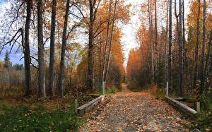Фотографии Сезон года Осень Дороги Природа
