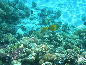 Фотографии Подводный мир Кораллы Животные