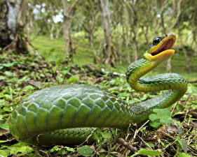 Фотография Змеи