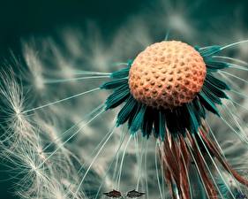 Фото Одуванчики