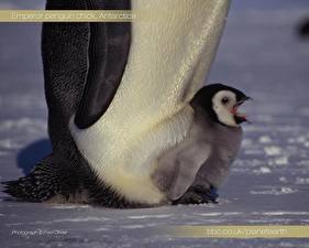 Фото Пингвины животное