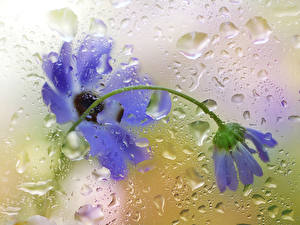 Фото Васильки Цветы