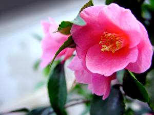 Фотографии Анемоны