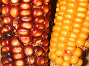 Картинки Овощи Кукуруза Еда