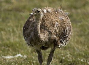 Картинка Птицы Страус