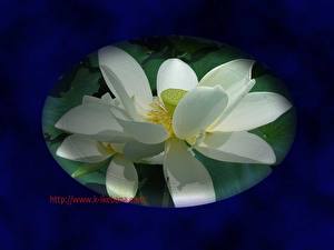 Обои Кувшинки