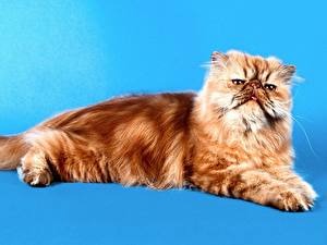 Фото Кот Цветной фон Животные