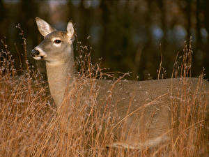 Картинка Олени Животные