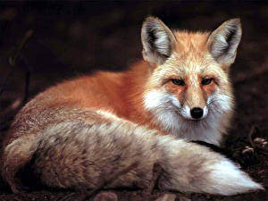 Картинки Лисица Животные