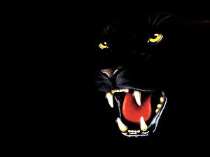 Фотография Большие кошки Пантеры Рисованные Черный
