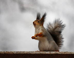 Обои для рабочего стола Грызуны Белка Цветной фон животное