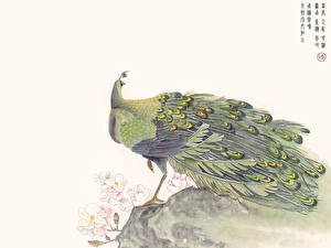 Картинка Птицы Павлины животное