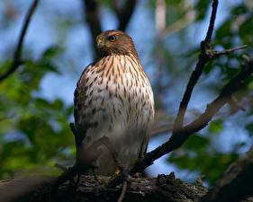 Картинки Птица Ястреб Животные