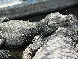 Картинка Крокодил животное