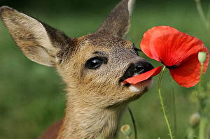 Фотографии Олени Животные